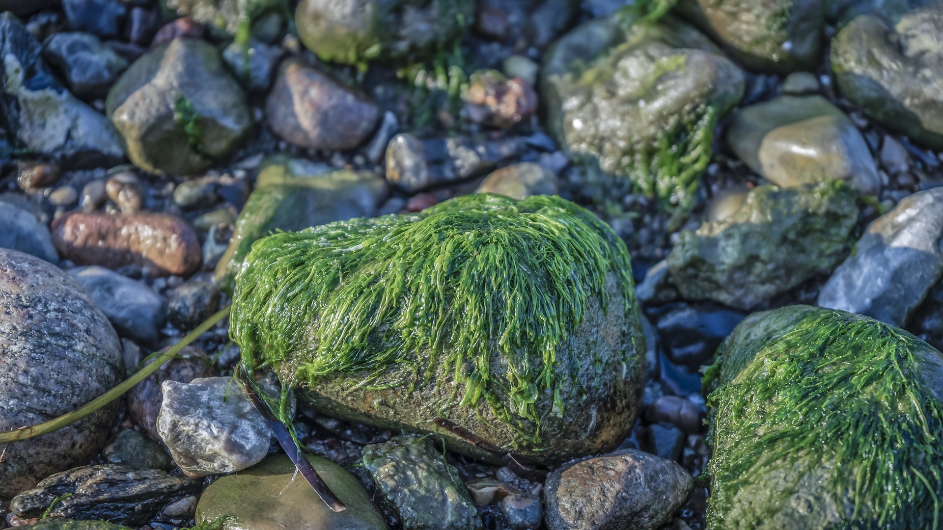 alghe generica